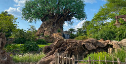 Tree of Life at Disney's Animal Kingdom