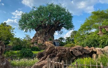 Tree of Life at Disney's Animal Kingdom