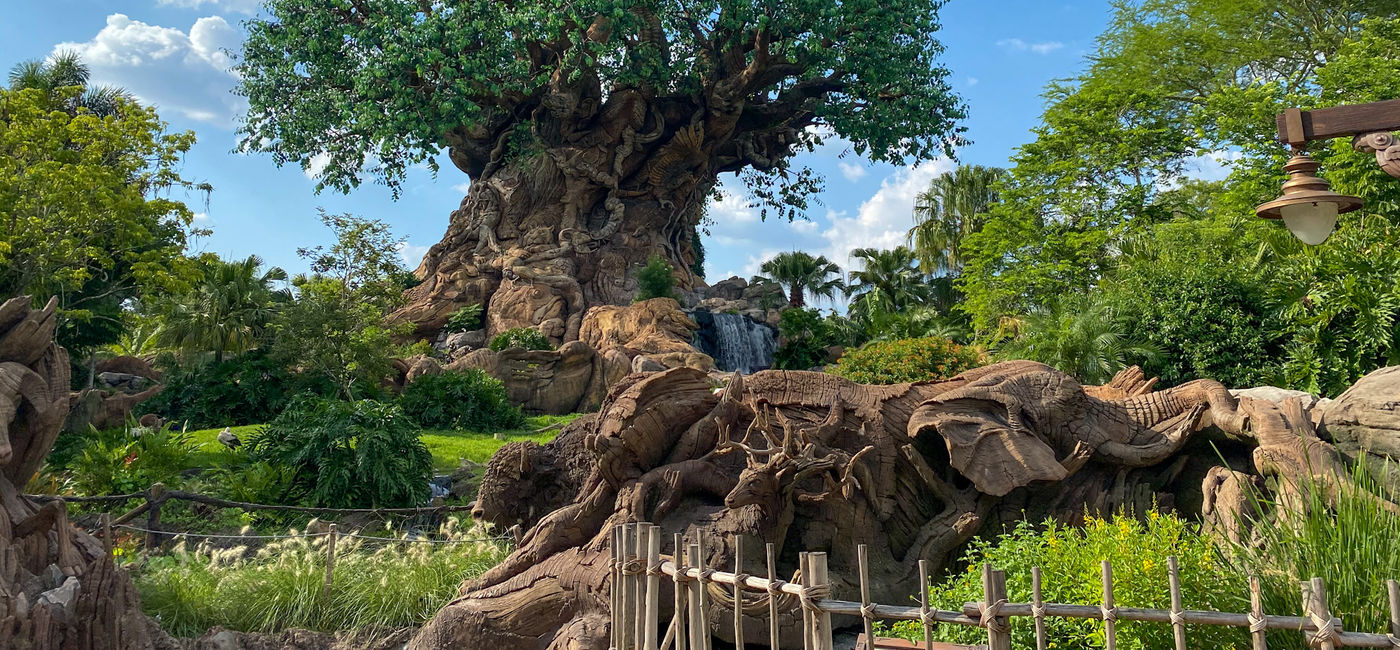 Image: Tree of Life at Disney's Animal Kingdom (Photo via Brooke Geiger McDonald)