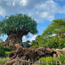 Tree of Life at Disney's Animal Kingdom
