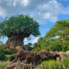 Tree of Life at Disney's Animal Kingdom