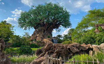 Tree of Life at Disney's Animal Kingdom