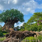 Tree of Life at Disney's Animal Kingdom