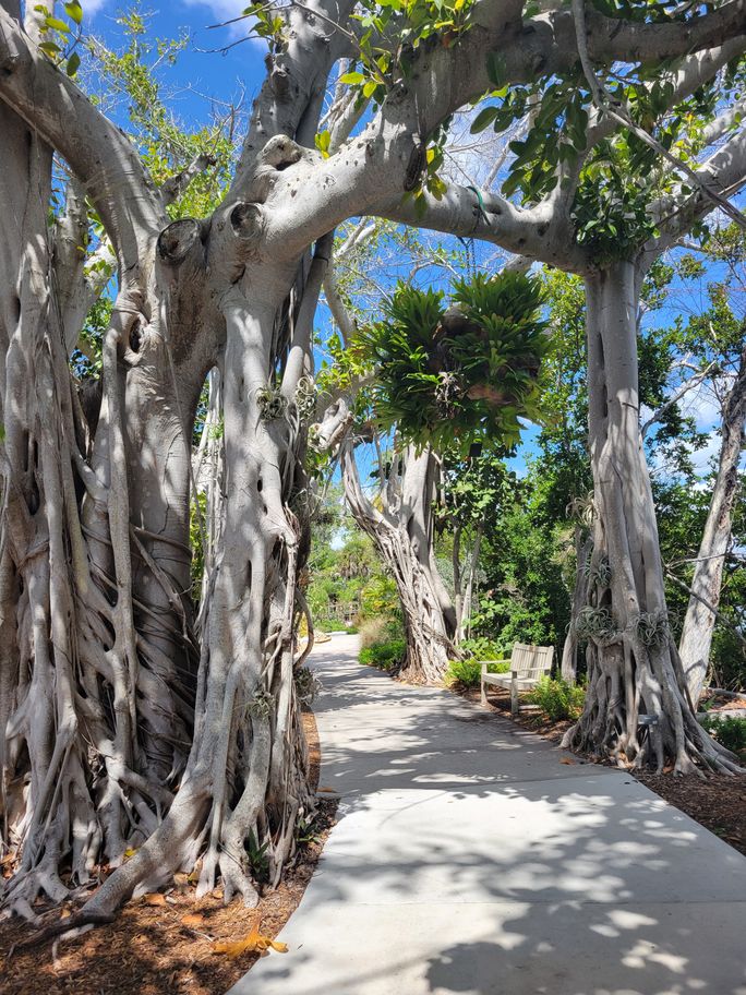Banyan trees at the Marie Selby Botanical Gardens in Sarasota, Florida. Lacey Pfalz, banyan trees, botanical gardens, sarasota, florida