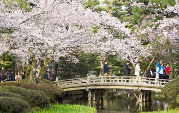 Cherry blossoms, Kanazawa, Japan