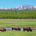 Wild bison grazing at Yellowstone National Park, Wyoming.