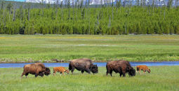 Wild bison grazing at Yellowstone National Park, Wyoming.