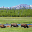 Wild bison grazing at Yellowstone National Park, Wyoming.