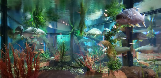 Bow Habitat Station aquarium Bow Habitat Station aquarium