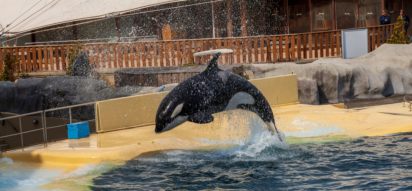 Image: Orca show at Marineland, Antibes, France, in 2023 (Photo Credit: Courtesy AdobeStock)