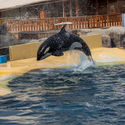 Orca show at Marineland, Antibes, France, in 2023