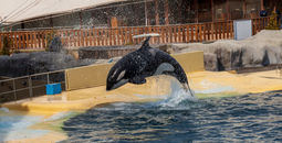 Orca show at Marineland, Antibes, France, in 2023