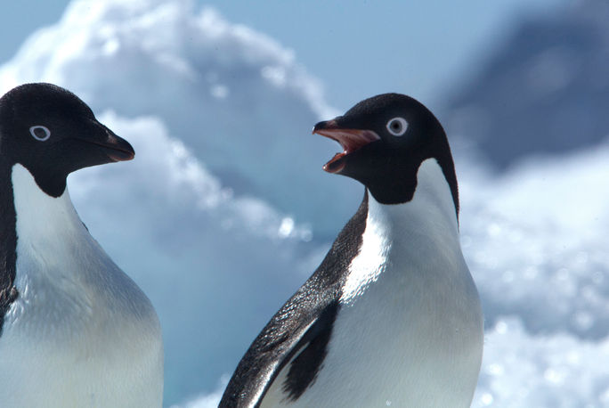 Adelie penguins in the Weddell Sea