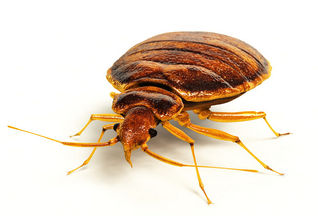 Bed bug