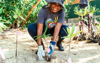 Sandals Foundation Mangrove Planting in the Caribbean