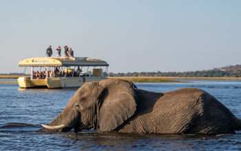 Elephant in the Chobe River