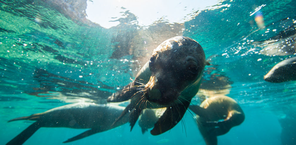 Discovering Baja California Sur: Nature, History and Gastronomy