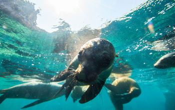 Discovering Baja California Sur: Nature, History and Gastronomy