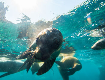 Discovering Baja California Sur: Nature, History and Gastronomy