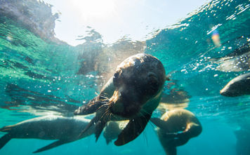 Discovering Baja California Sur: Nature, History and Gastronomy