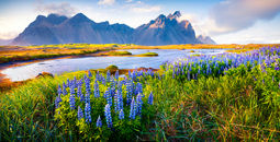 Blooming lupine flowers on the Stokksnes headland, Iceland.