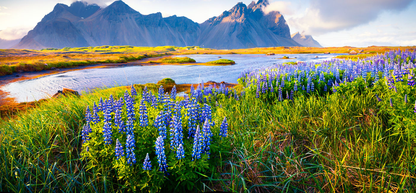 Image: Blooming lupine flowers on the Stokksnes headland, Iceland. (Photo Credit: Adobe Stock/Andrew Mayovskyy)