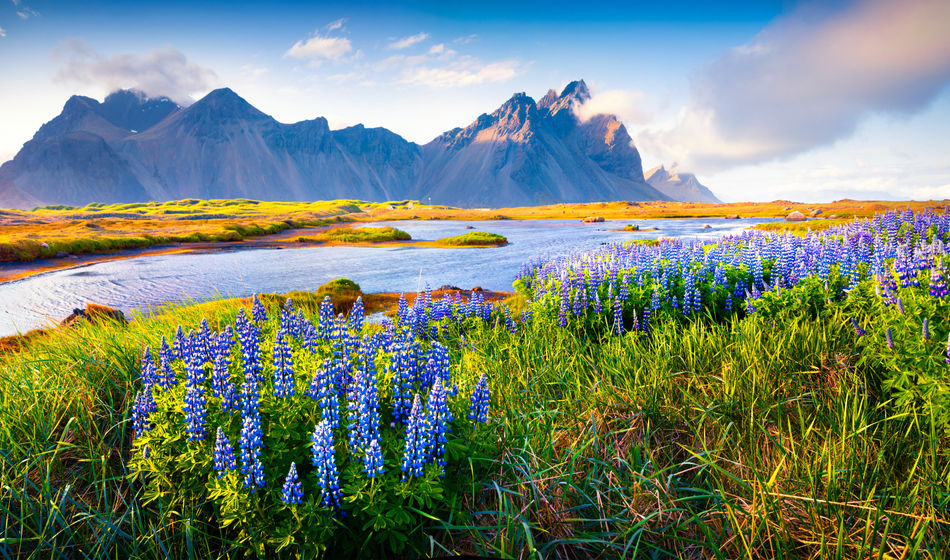 Blooming lupine flowers on the Stokksnes headland, Iceland.