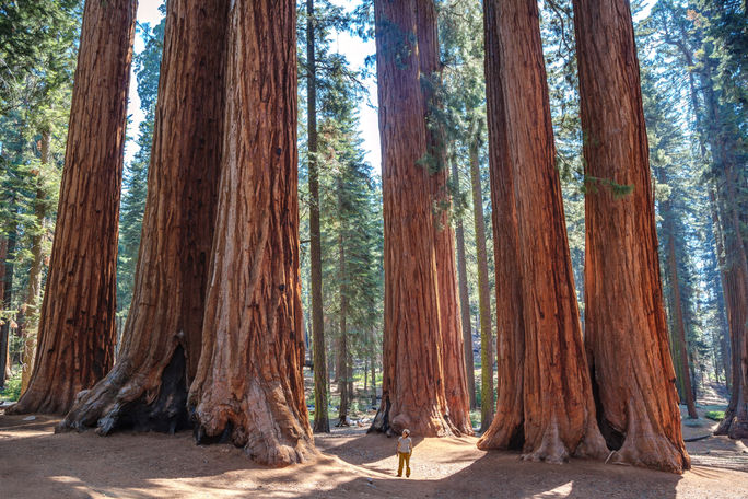 Sequoias & Kings Canyon National Parks, California. Sequoias & Kings Canyon National Parks, California.