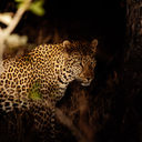 Selara Africa Safari