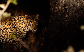 Selara Africa Safari