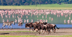 Animals at a watering hole in the Ngorongoro Crater, Tanzania.