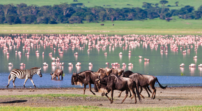 Tiere an einer Wasserstelle im Ngorongoro-Krater, Tansania. Tiere an einer Wasserstelle im Ngorongoro-Krater, Tansania.