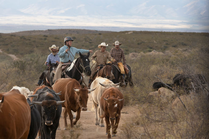 Cattle Drive Cattle Drive