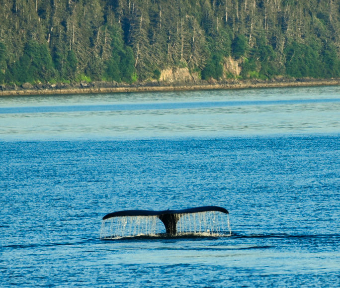 Whale tail in Juneau