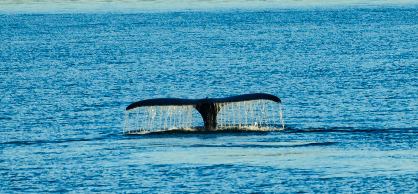 Image: Alaska's amazing wildlife is a cruise highlight. (Photo Credit: Gordon Searle)