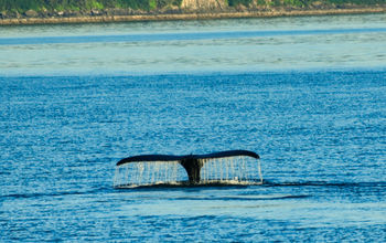 Whale tail in Juneau