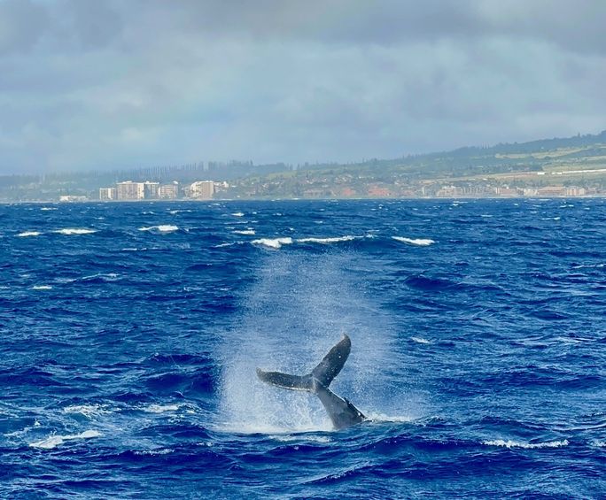 Whale off Ka’anapali. Whale off Ka’anapali.