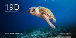 Air Canada's illegal wildlife trade awareness campaign 
