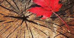 Canadian fall