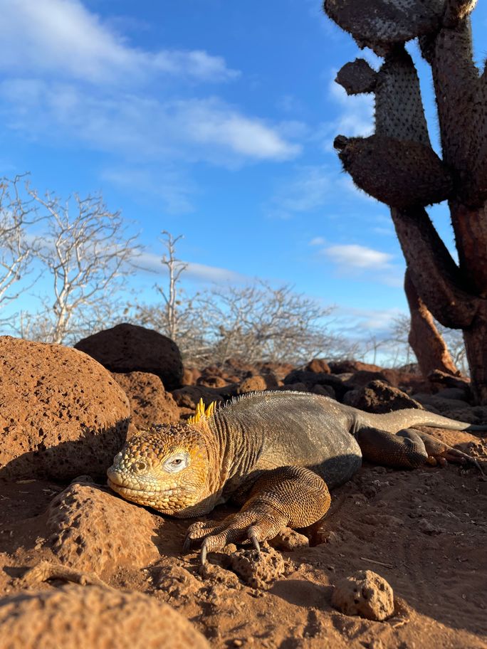 Land iguanas were abundant throughout the archipelago