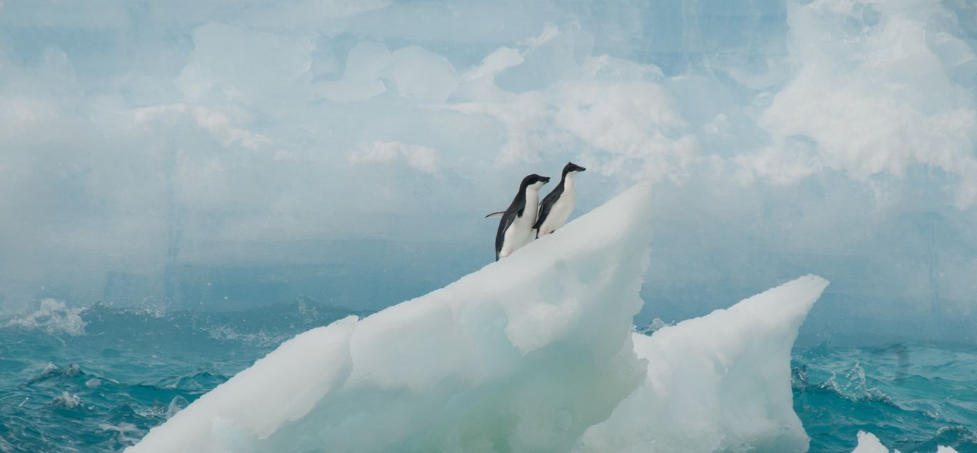 Image: Adelies on an ice floe (Photo Credit: Erwin Vermeulen/Oceanwide Expeditions)