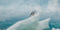 Adelies on an ice floe