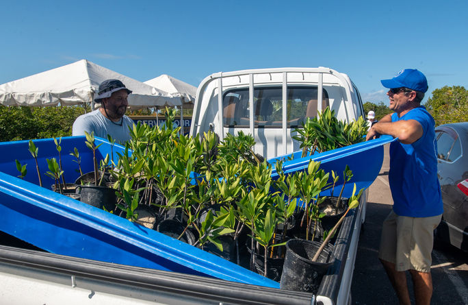 Mangrove replanting at Atlantis Paradise Island Mangrove replanting at Atlantis Paradise Island