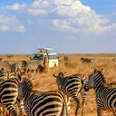 African safari