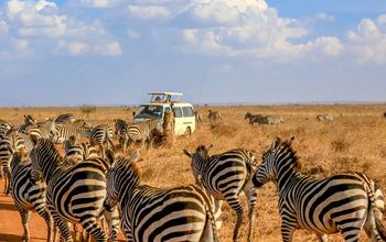 African safari