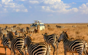 African safari