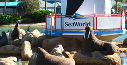SeaWorld, Orlando, theme park