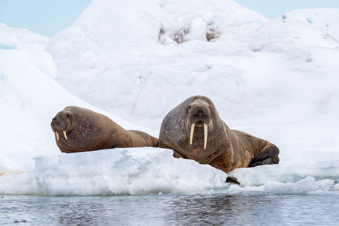 Walruses in the Arctic