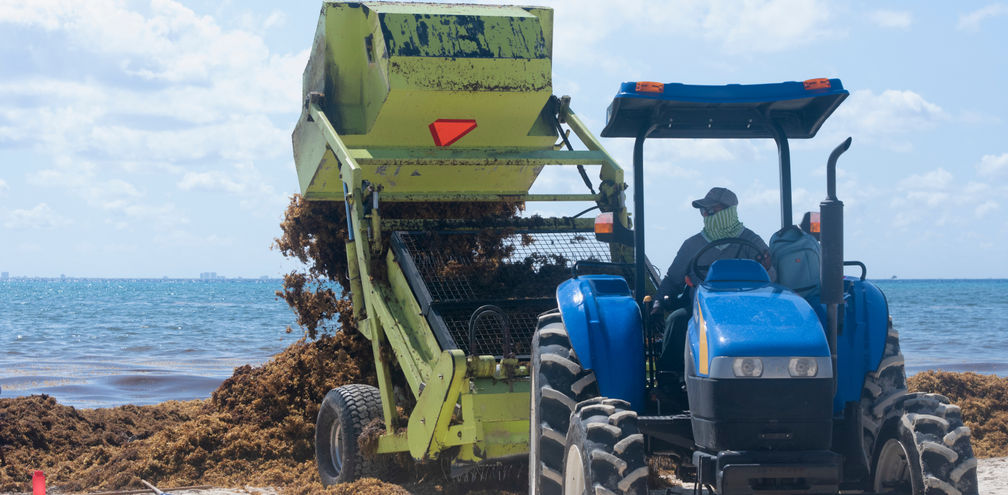 Heavy machinery removes sargassum from the beach in Playa del Carmen, Mexico.
