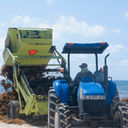 Heavy machinery removes sargassum from the beach in Playa del Carmen, Mexico.
